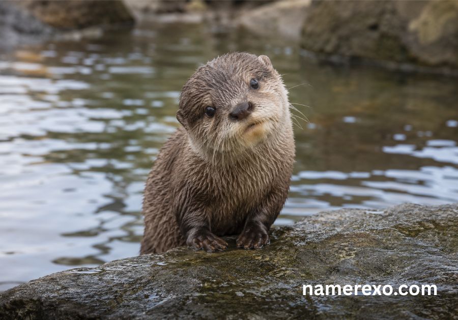 750+ Otter Names That Are Too Cute to Ignore (2026)