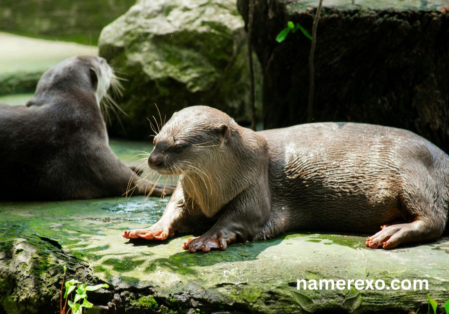 750+ Otter Names That Are Too Cute to Ignore (2026)