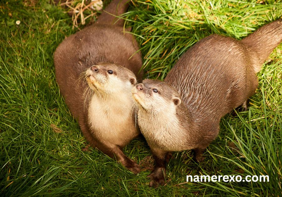 750+ Otter Names That Are Too Cute to Ignore (2026)