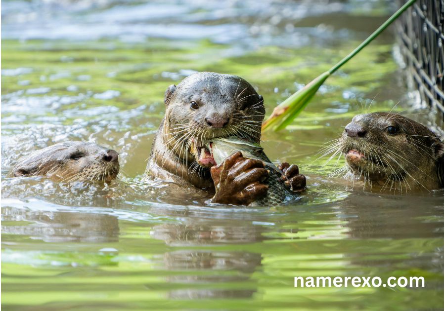 750+ Otter Names That Are Too Cute to Ignore (2026)
