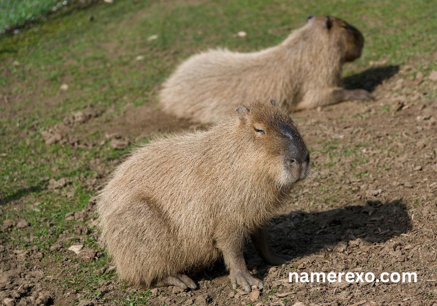 700+ Capybara Names That Are Cute, Funny & Absolutely Adorable (2026)
