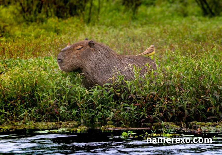 700+ Capybara Names That Are Cute, Funny & Absolutely Adorable (2026)