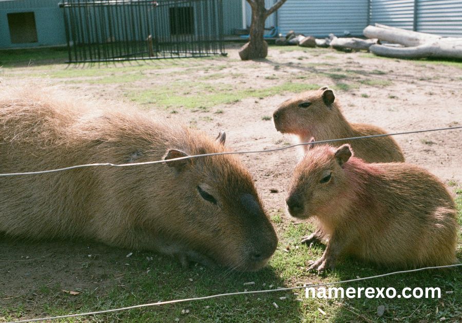 700+ Capybara Names That Are Cute, Funny & Absolutely Adorable (2026)