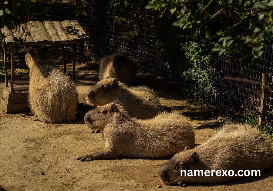 700+ Capybara Names That Are Cute, Funny & Absolutely Adorable (2026)