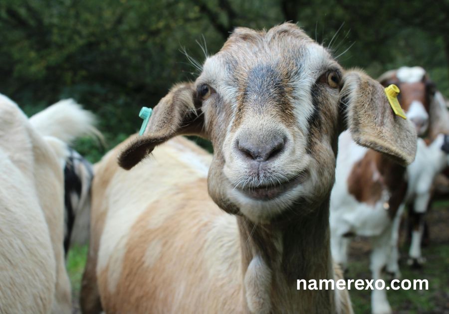 700+ Goat Names So Funny You'll Be Laughing All Day