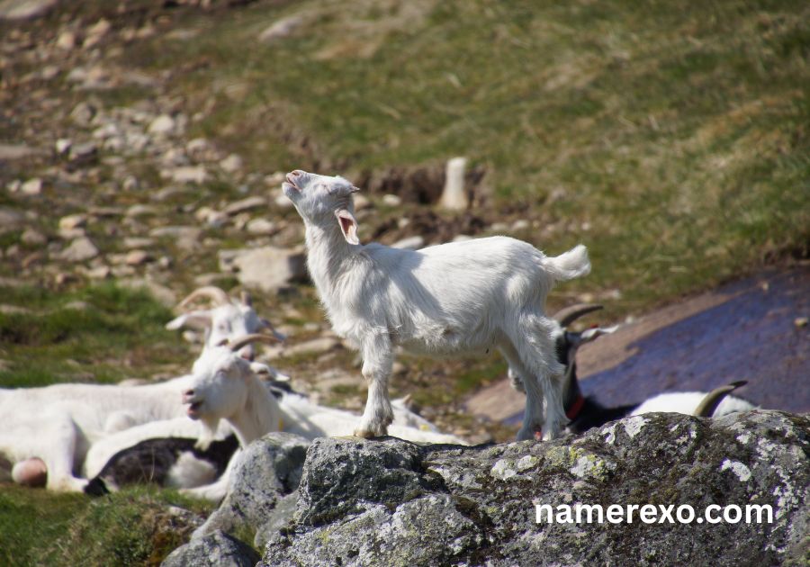 700+ Goat Names So Funny You'll Be Laughing All Day