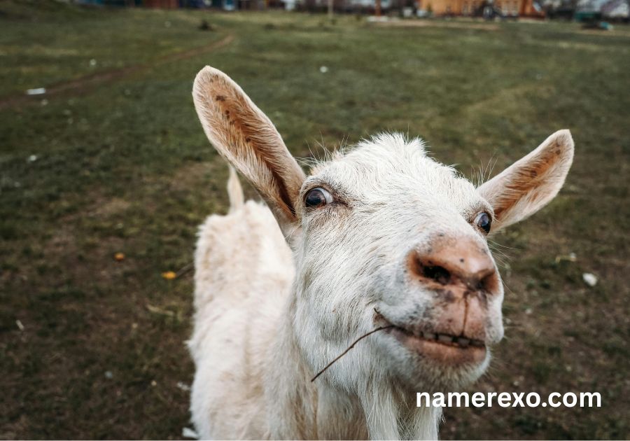 700+ Goat Names So Funny You'll Be Laughing All Day