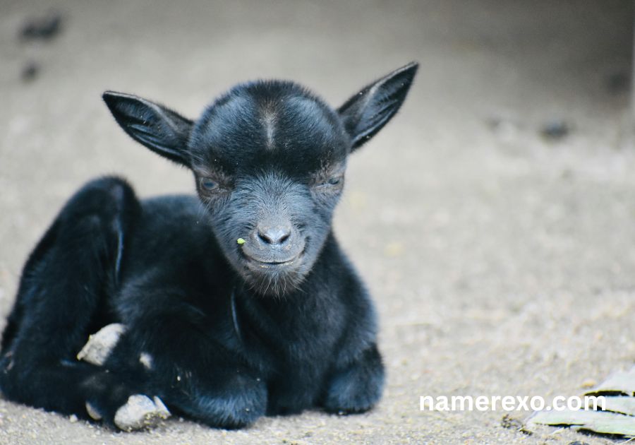 700+ Goat Names So Funny You'll Be Laughing All Day