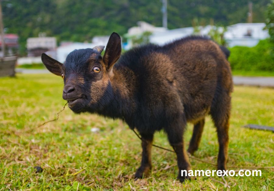 700+ Goat Names So Funny You'll Be Laughing All Day