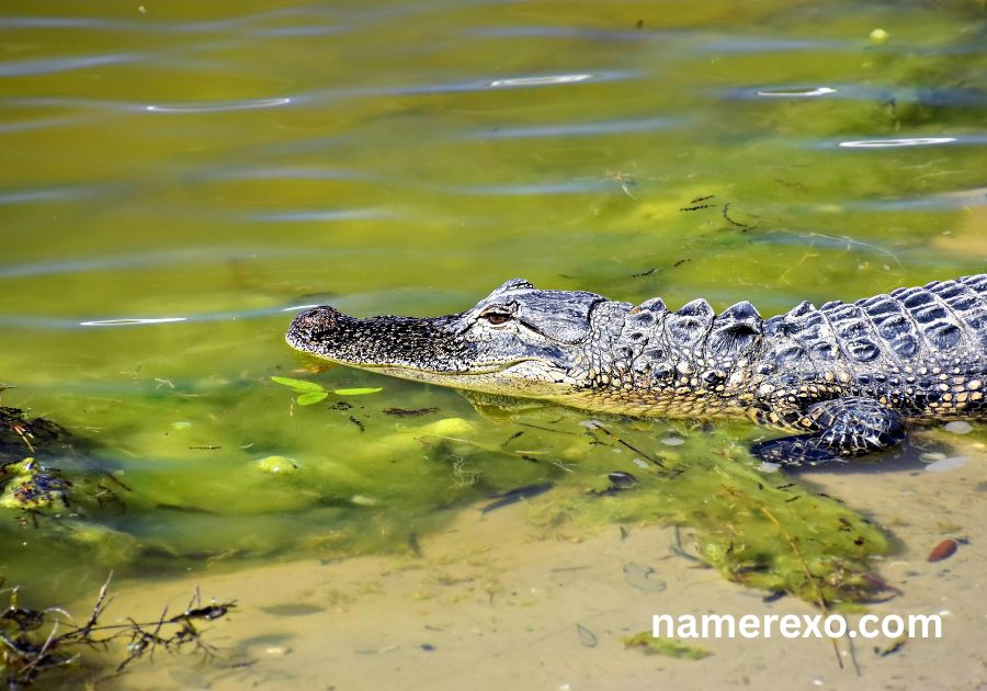 750+ Alligator Names That Are Fierce Funny and Unforgettable (2026)