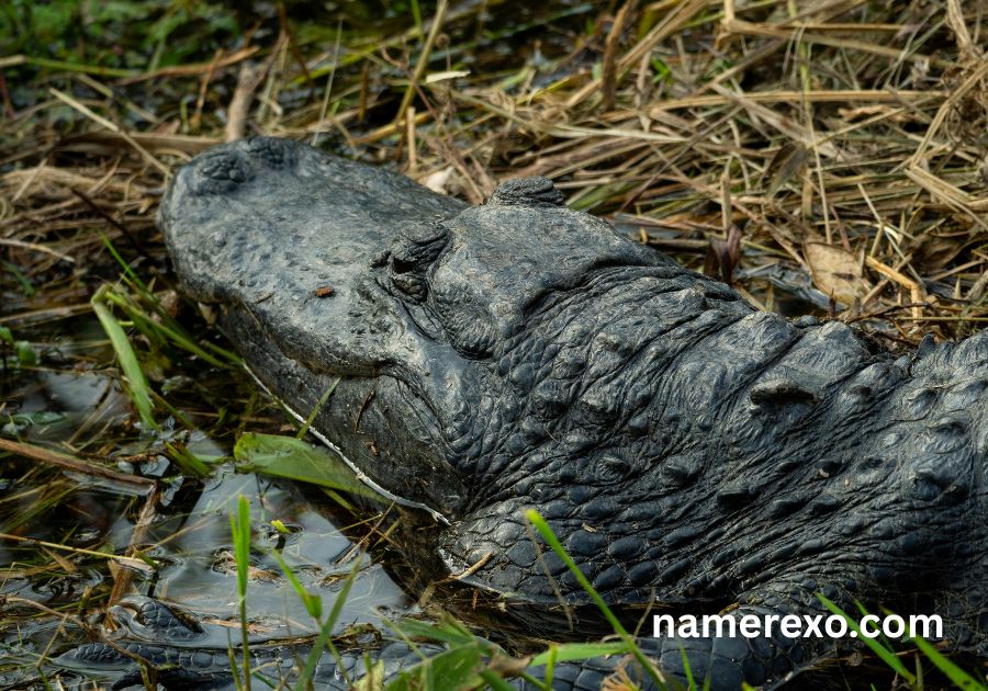 750+ Alligator Names That Are Fierce Funny and Unforgettable (2026)