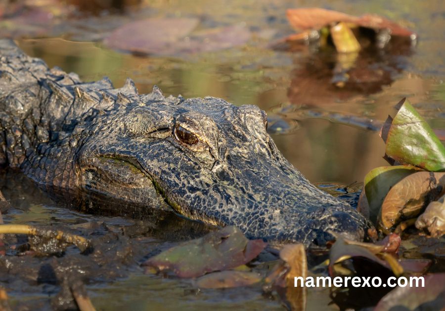 750+ Alligator Names That Are Fierce Funny and Unforgettable (2026)