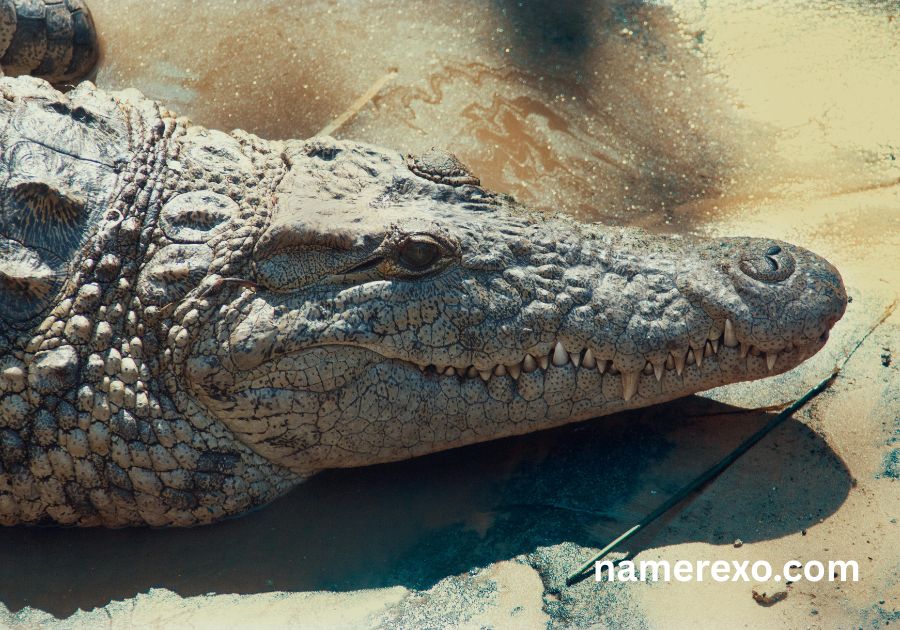 750+ Alligator Names That Are Fierce Funny and Unforgettable (2026)