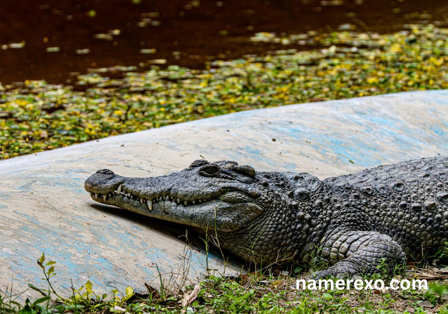 750+ Alligator Names That Are Fierce Funny and Unforgettable (2026)