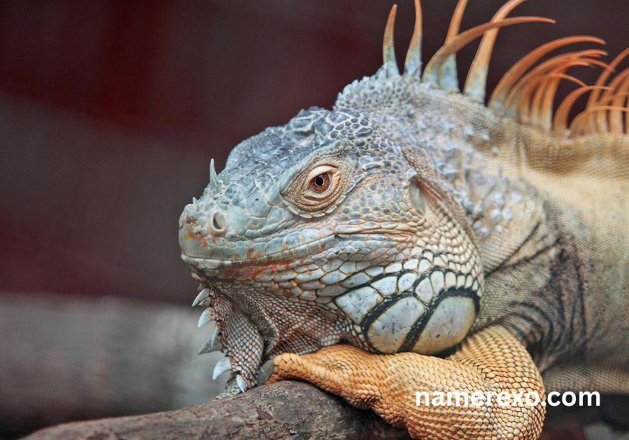 750+ Funny Lizard Names That Are Too Hilarious to Ignore (2026)