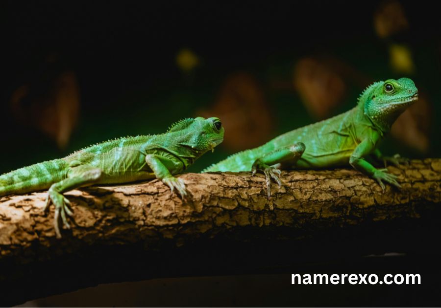 750+ Funny Lizard Names That Are Too Hilarious to Ignore (2026)
