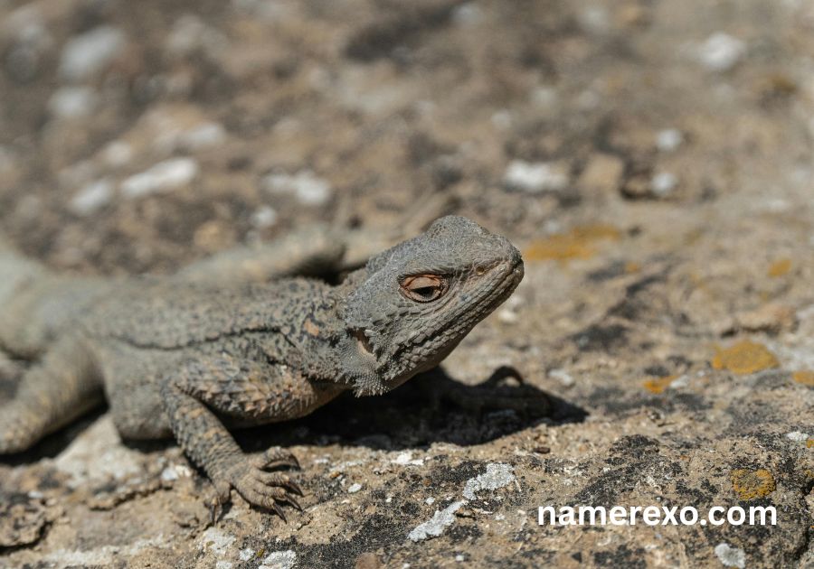 750+ Funny Lizard Names That Are Too Hilarious to Ignore (2026)