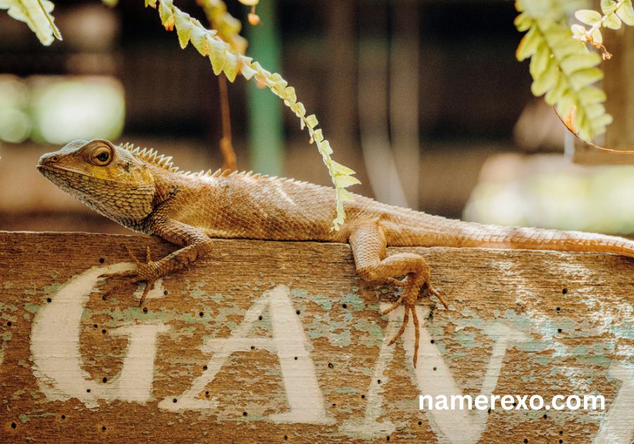 750+ Funny Lizard Names That Are Too Hilarious to Ignore (2026)