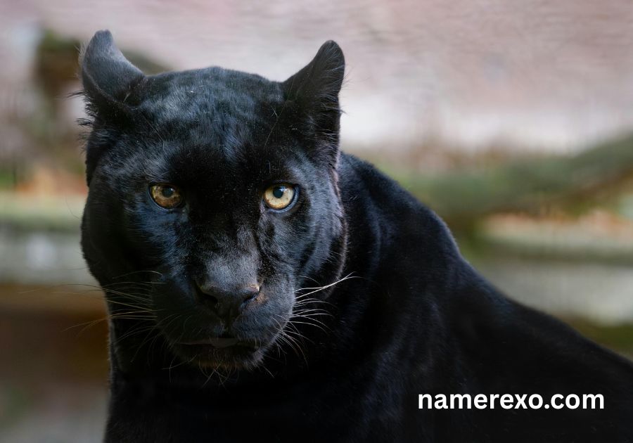 750+ Panther Names That Are Fierce, Powerful & Unforgettable (2026)