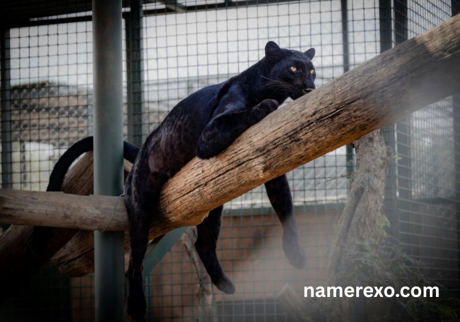 750+ Panther Names That Are Fierce, Powerful & Unforgettable (2026)