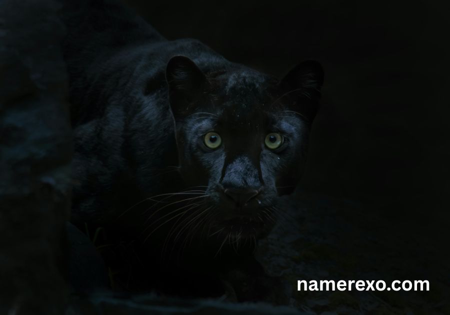 750+ Panther Names That Are Fierce, Powerful & Unforgettable (2026)