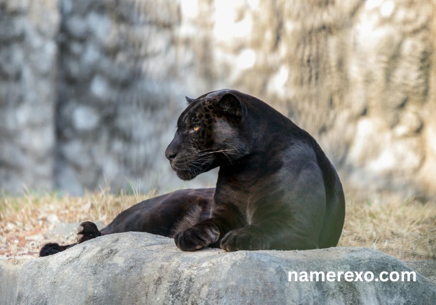 750+ Panther Names That Are Fierce, Powerful & Unforgettable (2026)
