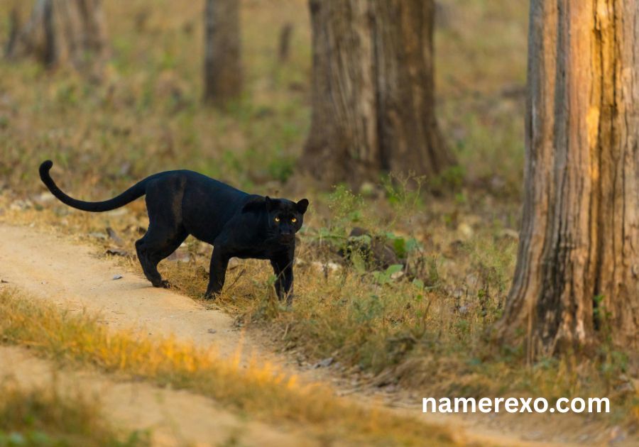 750+ Panther Names That Are Fierce, Powerful & Unforgettable (2026)