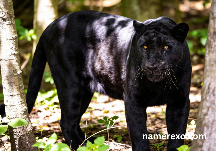 750+ Panther Names That Are Fierce, Powerful & Unforgettable (2026)