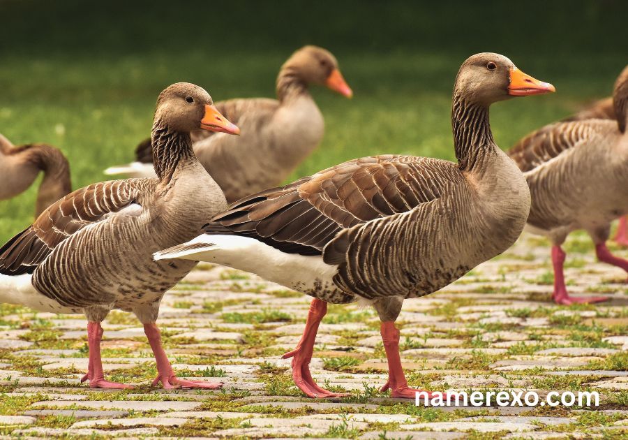 850+ Funny Goose Names Generator – Cute, Silly & Unforgettable Ideas (2026)
