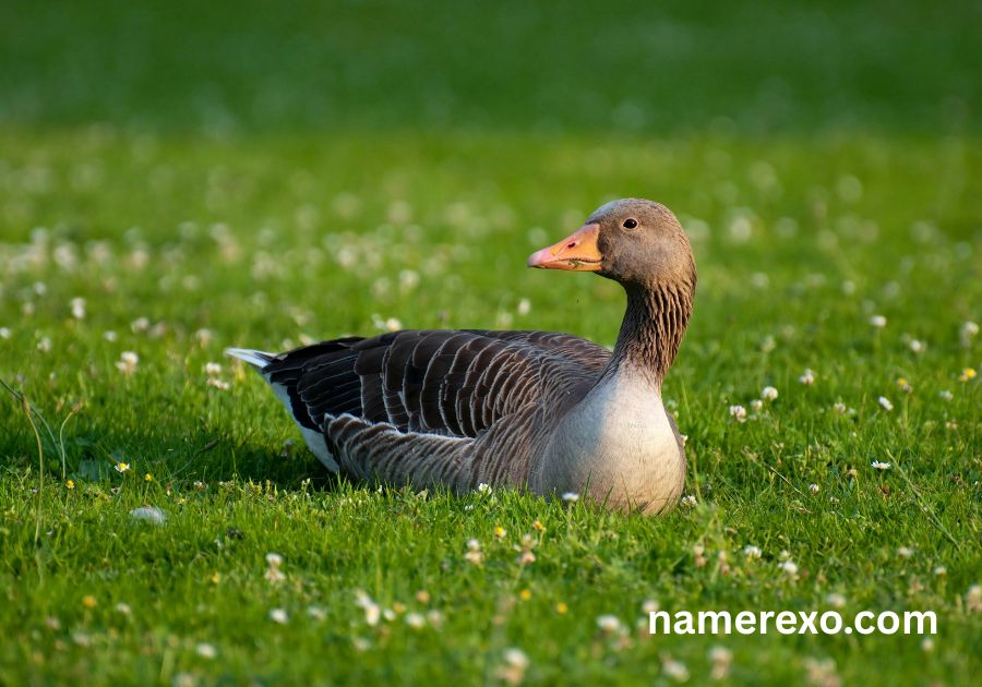 850+ Funny Goose Names Generator – Cute, Silly & Unforgettable Ideas (2026)