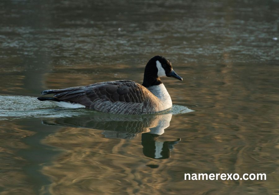 850+ Funny Goose Names Generator – Cute, Silly & Unforgettable Ideas (2026)

