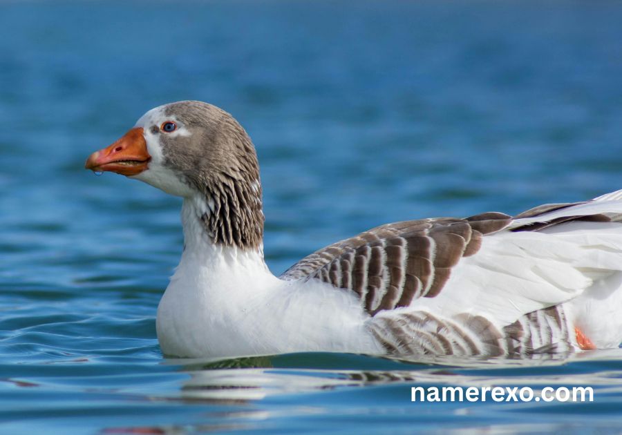 850+ Funny Goose Names Generator – Cute, Silly & Unforgettable Ideas (2026)
