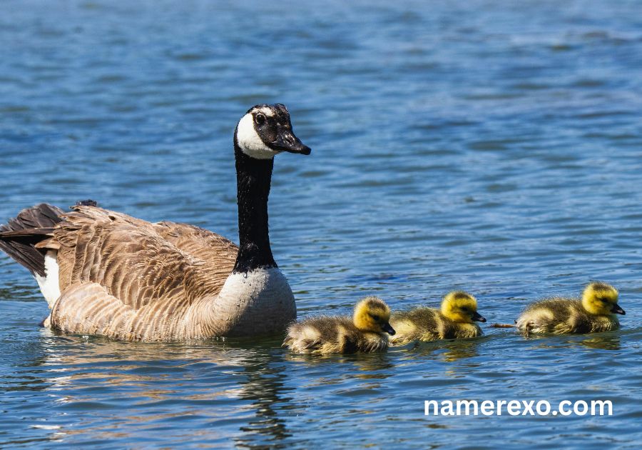 850+ Funny Goose Names Generator – Cute, Silly & Unforgettable Ideas (2026)
