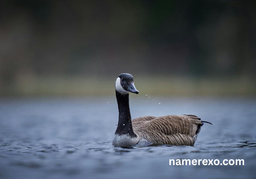 850+ Funny Goose Names Generator – Cute, Silly & Unforgettable Ideas (2026)
