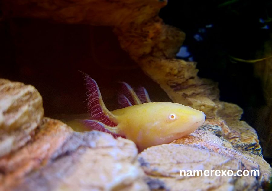 999+ Axolotl Names for Your Pet – Cute, Cool, Funny & Rare Ideas