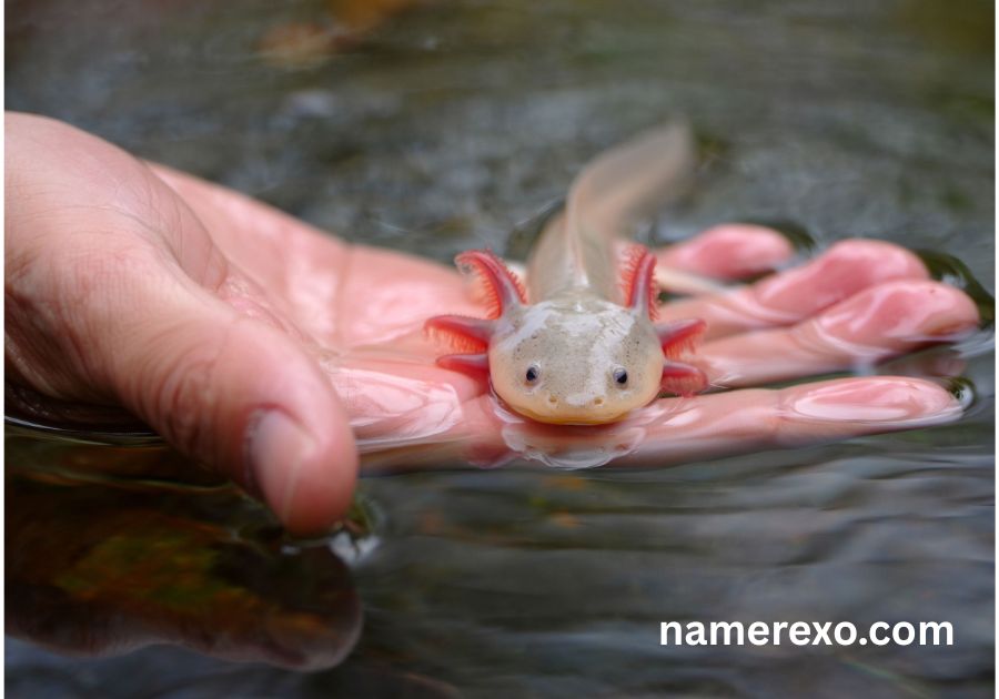 999+ Axolotl Names for Your Pet – Cute, Cool, Funny & Rare Ideas