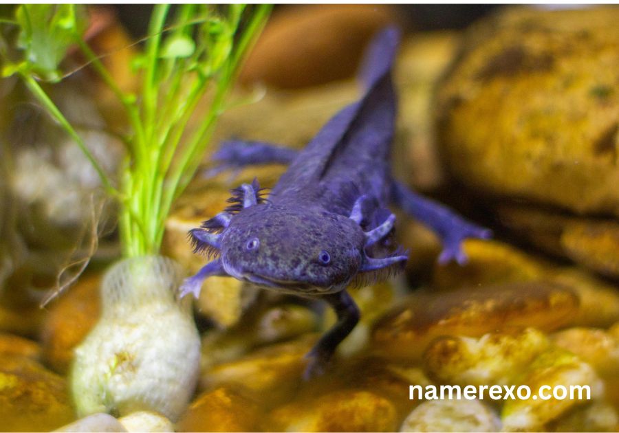 999+ Axolotl Names for Your Pet – Cute, Cool, Funny & Rare Ideas